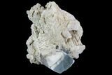 Aquamarine/Morganite Crystal in Albite Crystal Matrix - Pakistan #111362-1